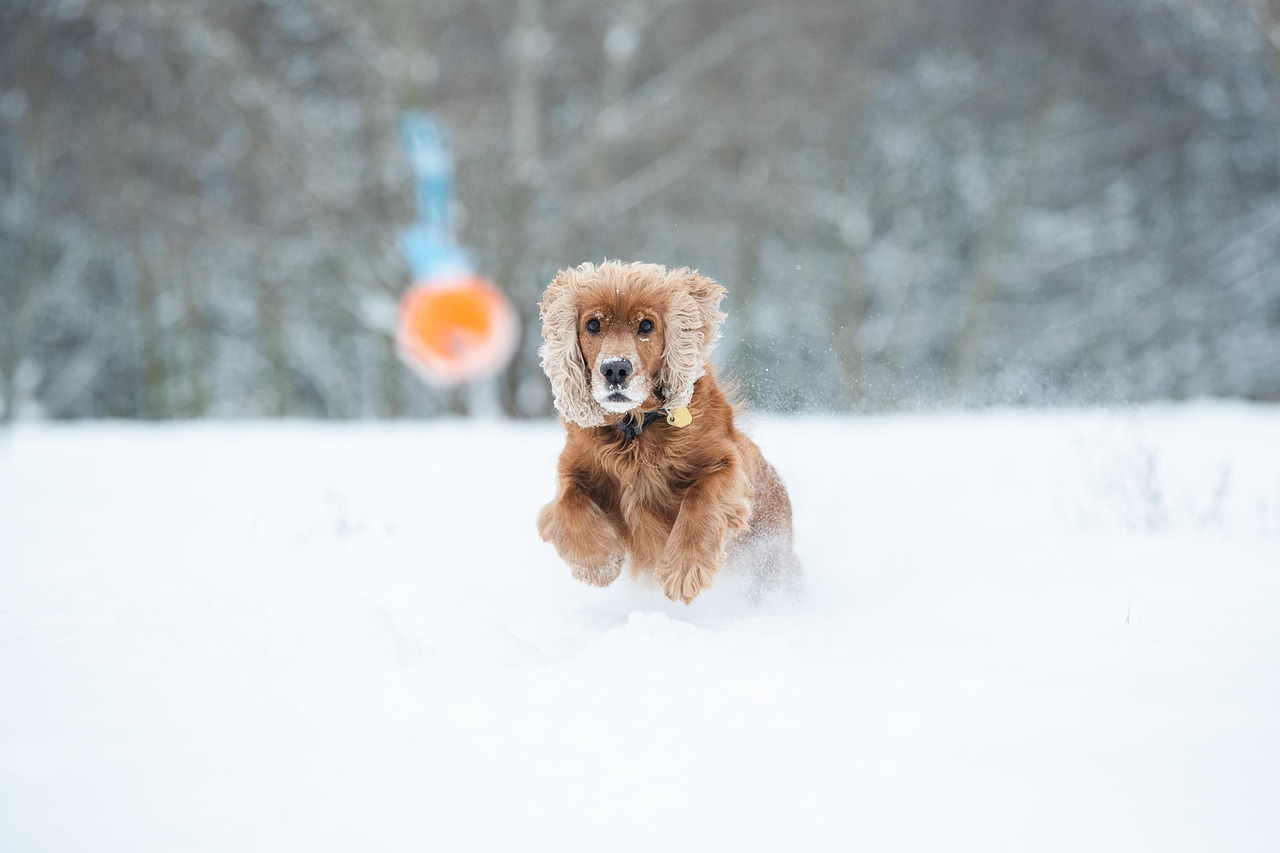 Cocker, spaniel, dog — Copa del Rey Clash: CF Tardienta vs. Getafe Lineups & Football Scores!
