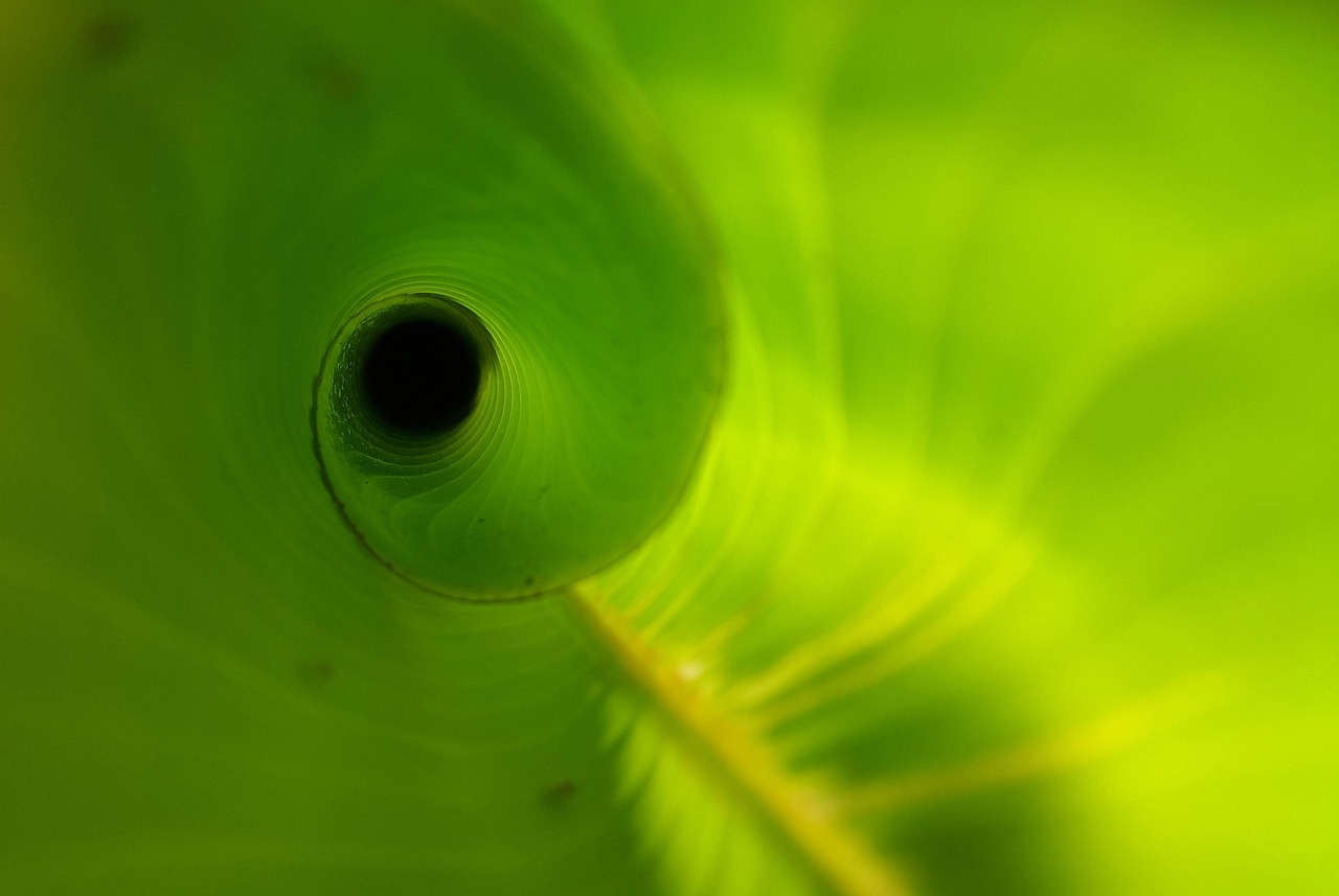 Heliconia leaf, unfurling, new — Learning About Cross Draw Holster