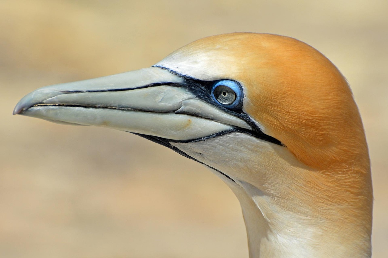 Northern gannet, bird, animal — Harnessing The Benefits Of Instagram Scraping For Your Business