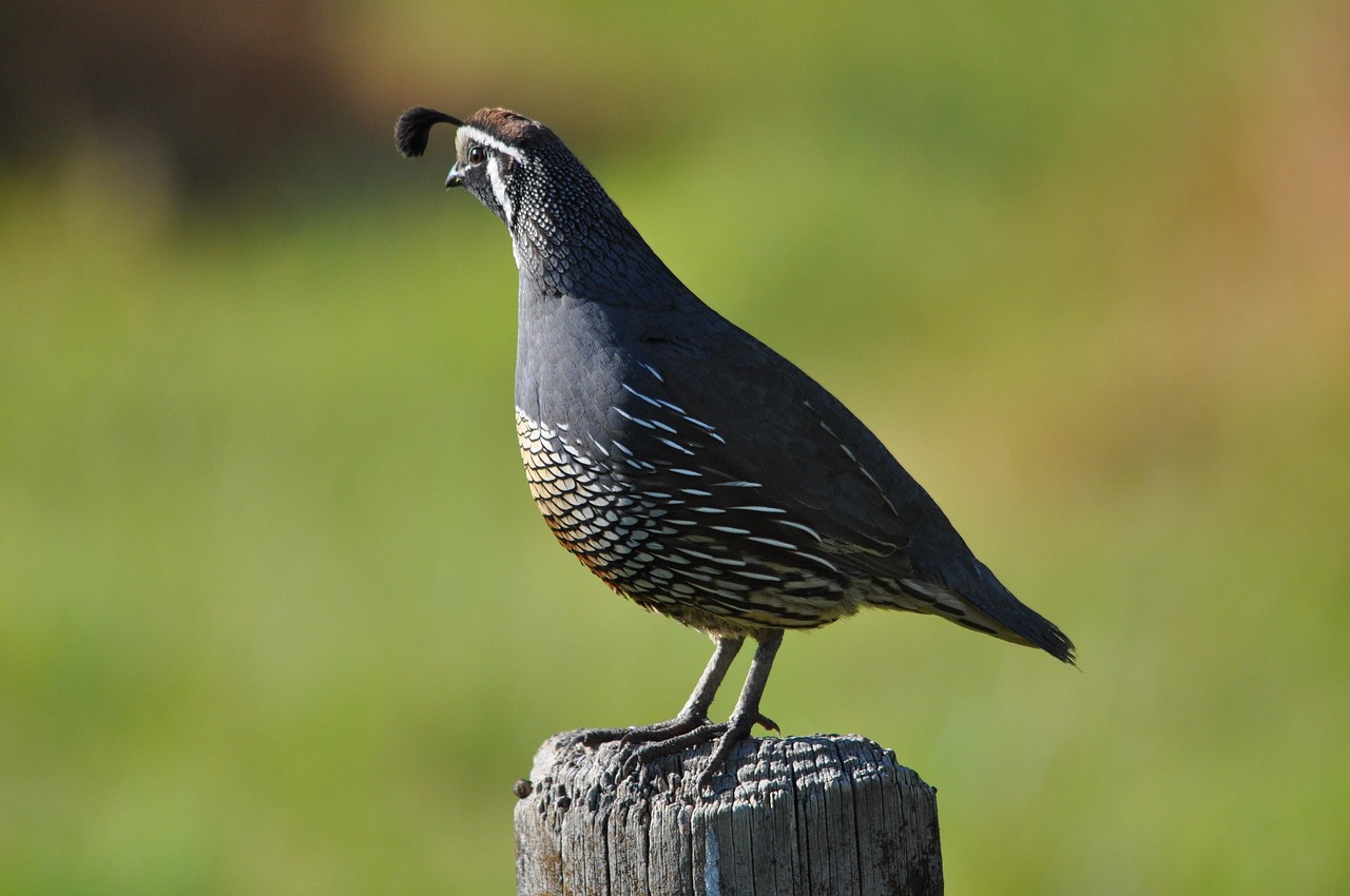 Californian quail, nature, new zealand — Why Shopping for Bikes Online is a Smart Choice